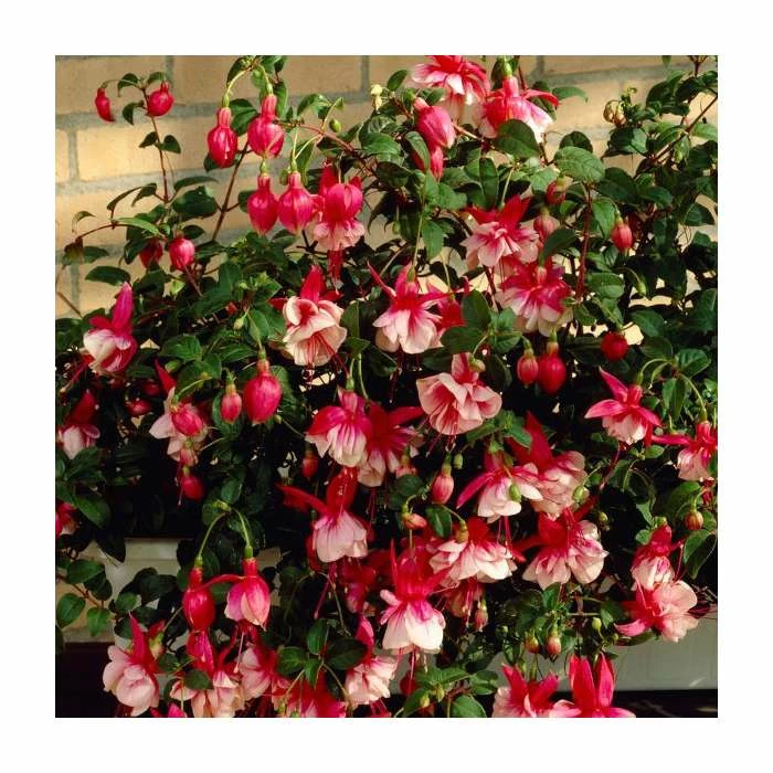 Fuchsia 'El Camino' | 10.5cm Pot 2 Fuchsia 'El Camino' | 10.5cm Pot - Image 2