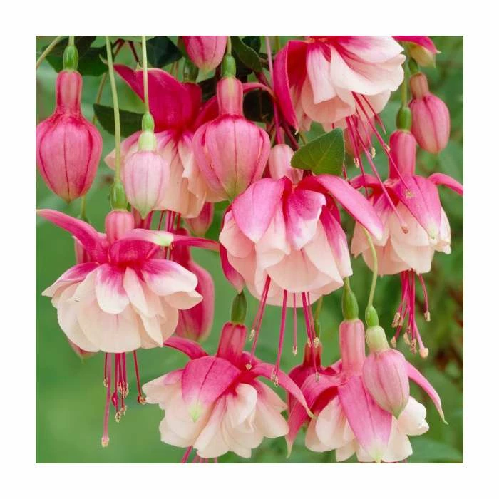 Fuchsia 'El Camino' | 10.5cm Pot 1 Fuchsia 'El Camino' | 10.5cm Pot