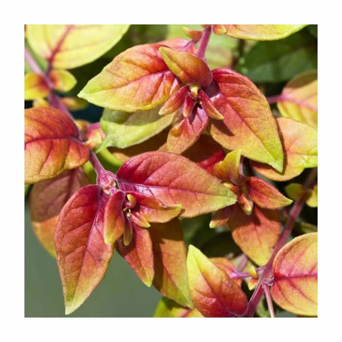 Fuchsia 'Autumnale' | 10.5cm Pot 2 Fuchsia 'Autumnale' | 10.5cm Pot - Image 2