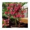 Fuchsia 'Autumnale' | 10.5cm Pot