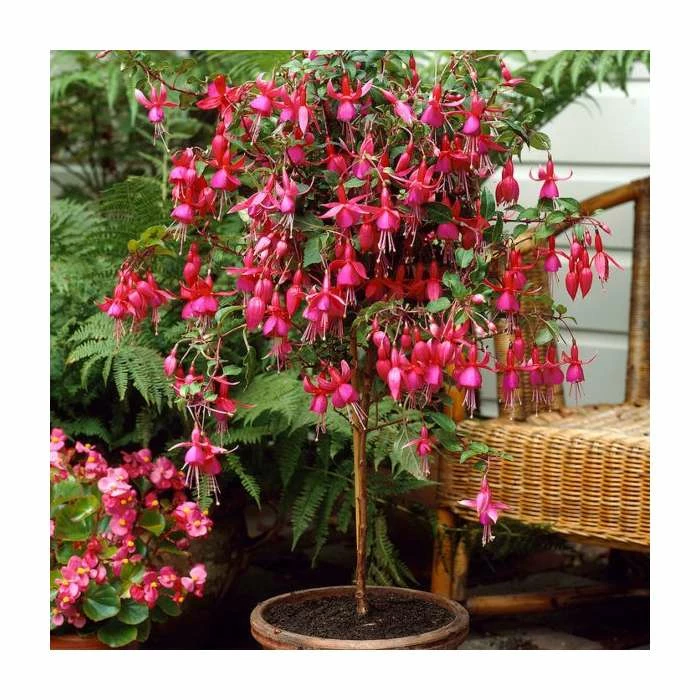 Fuchsia 'Autumnale' | 10.5cm Pot 1 Fuchsia 'Autumnale' | 10.5cm Pot