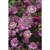 Astrantia major 'Button Cerise' | Perennials | 5 x Large Plugs