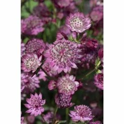 Astrantia major 'Button Cerise' | Perennials | 5 x Large Plugs