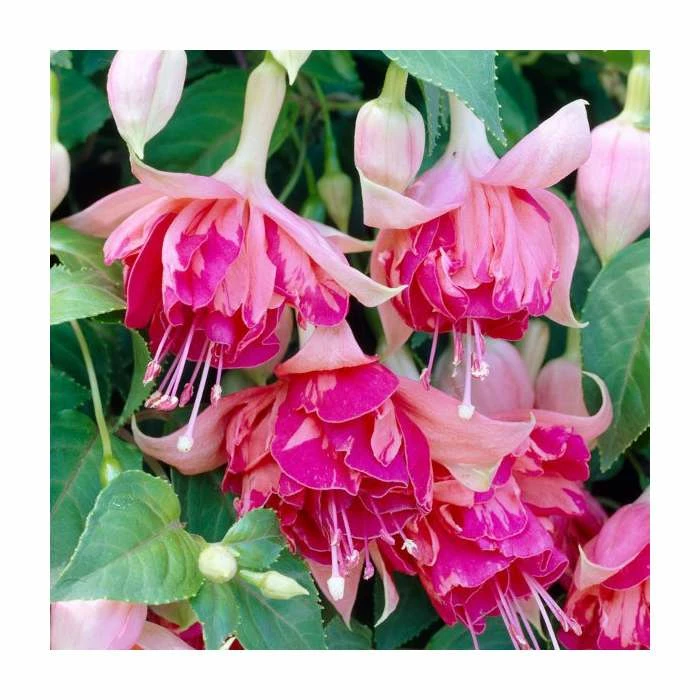 Fuchsia 'Bicentennial' | 10.5cm Pot 1 Fuchsia 'Bicentennial' | 10.5cm Pot