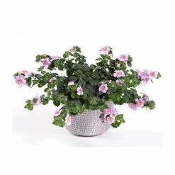 Bacopa Yakima 'Pink Eye' | 9cm Pot