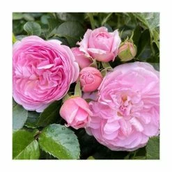 The Queen Elizabeth II Rose | Bare Root -Pink Plants Shop PL925366BR add image 2 9014