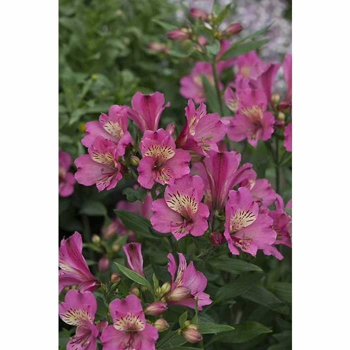 Alstroemeria x hybrida 'Summer Saint' | Perennials | 5 x Large Plugs 1 Alstroemeria x hybrida 'Summer Saint' | Perennials | 5 x Large Plugs