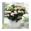 Hydrangea Magical Revolution 'Rose' | 5L Pot