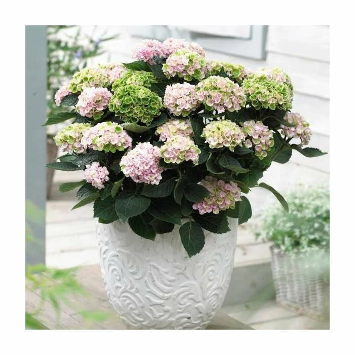 Hydrangea Magical Revolution 'Rose' | 5L Pot 1 Hydrangea Magical Revolution 'Rose' | 5L Pot