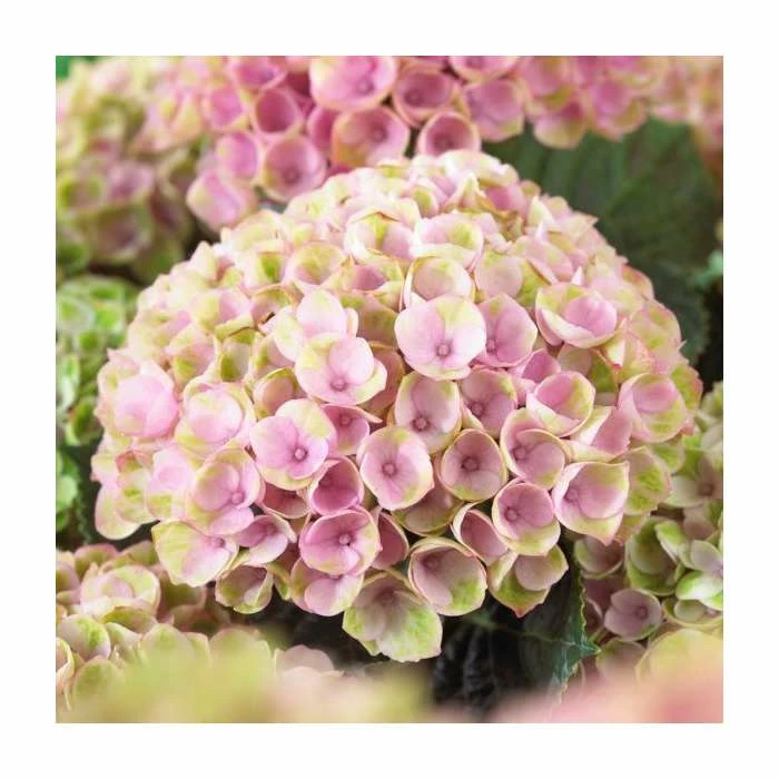 Hydrangea Magical Revolution 'Rose' | 5L Pot 2 Hydrangea Magical Revolution 'Rose' | 5L Pot - Image 2