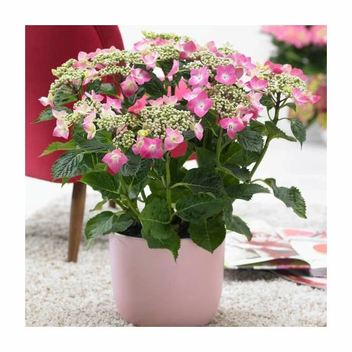 40cm Hydrangea macrophylla 'Teller Pink' | 5L Pot 1 40cm Hydrangea macrophylla 'Teller Pink' | 5L Pot