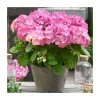 Hydrangea Forever & Ever 'Pink' | 5L Pot