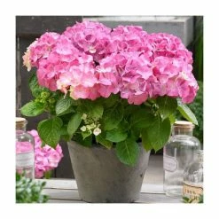 Hydrangea Forever & Ever 'Pink' | 5L Pot