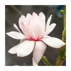 Magnolia 'Pink Beauty' | 15L Pot | 200-240cm Full Standard