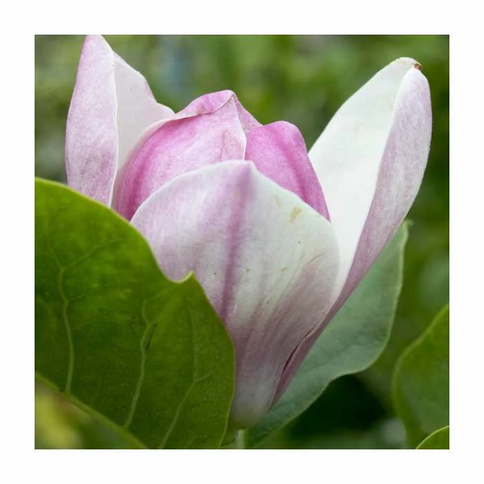 Magnolia 'Satisfaction' | 15L Pot | 200-240cm Full Standard 2 Magnolia 'Satisfaction' | 15L Pot | 200-240cm Full Standard - Image 2
