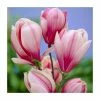 Magnolia 'Red Lucky' | 7L Pot | 100-120cm Half Standard