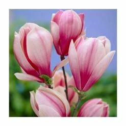 Magnolia 'Red Lucky' | 7L Pot | 100-120cm Half Standard