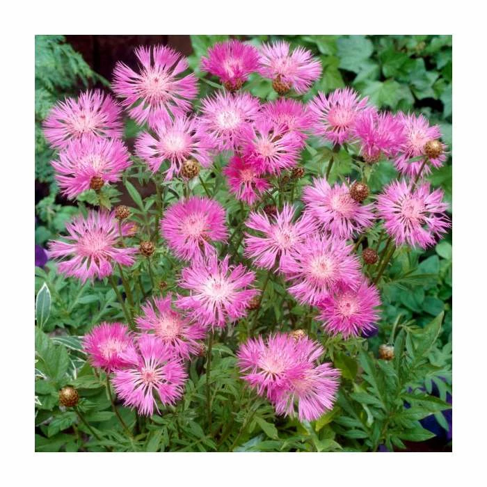 Perennial Cornflower | Centaurea dealbata | 2L Pot 1 Perennial Cornflower | Centaurea dealbata | 2L Pot