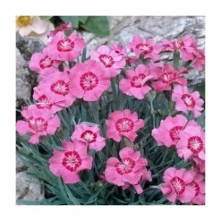 Dianthus caryophyllus 'Vienna' | 10.5cm Pot