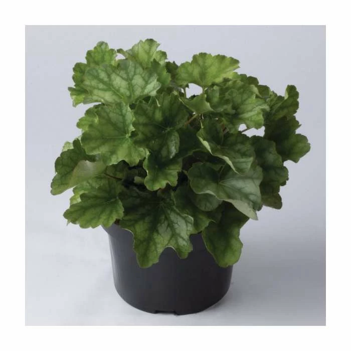 Heuchera 'Dales Strain' | 10.5cm Pot 1 Heuchera 'Dales Strain' | 10.5cm Pot