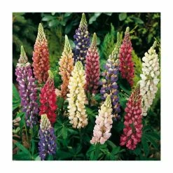 Lupin Mix | 3 x Lupin Plants | 10.5cm Pots