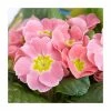 Primrose 'Candy Baby Pink' | 10.5cm Pot