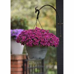 Calibrachoa Cabaret® 'Good Night Kiss' | Bedding | 5 x Large Plugs