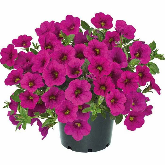 Calibrachoa Cabaret® 'Early Neon Rose' | Bedding | 5 x Large Plugs 1 Calibrachoa Cabaret® 'Early Neon Rose' | Bedding | 5 x Large Plugs