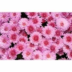 Chrysanthemum Belgian Garden Mums 'Rosano Pink' | Bedding | Perennials | 5 x Large Plugs