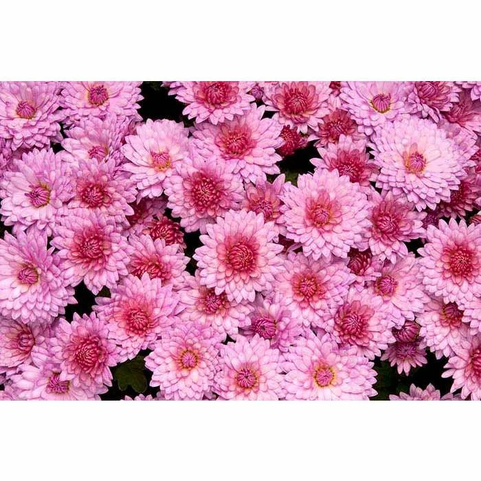 Chrysanthemum Belgian Garden Mums 'Rosano Pink' | Bedding | Perennials | 5 x Large Plugs 1 Chrysanthemum Belgian Garden Mums 'Rosano Pink' | Bedding | Perennials | 5 x Large Plugs
