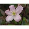 50-90cm Clematis 'Elizabeth' | 3L Pot | Clematis Montana