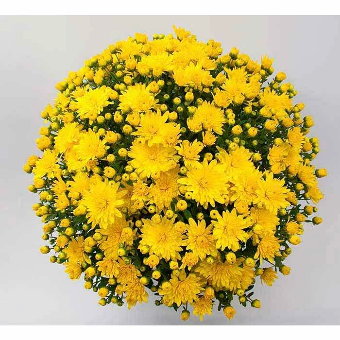 Chrysanthemum Bran Series 'Brancrown' | Bedding | Perennials | 5 x Large Plugs 1 Chrysanthemum Bran Series 'Brancrown' | Bedding | Perennials | 5 x Large Plugs