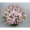 Chrysanthemum Bran Series 'Branqueen Pink' | Bedding | 5 x Large Plugs