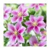 50-90cm Clematis 'Piilu' | 3L Pot