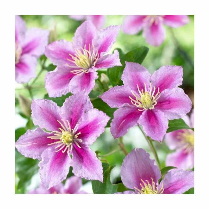 50-90cm Clematis 'Piilu' | 3L Pot 1 50-90cm Clematis 'Piilu' | 3L Pot