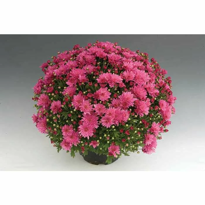 Chrysanthemum Bran Series 'Bransky Lilac' | Bedding | 5 x Large Plugs 1 Chrysanthemum Bran Series 'Bransky Lilac' | Bedding | 5 x Large Plugs