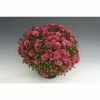 Chrysanthemum Bran Series 'Bransky Plum' | Bedding | 5 x Large Plugs