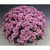 Chrysanthemum Bran Series 'Bransound Pink' | Bedding | 5 x Large Plugs