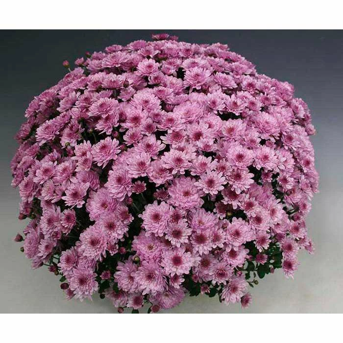 Chrysanthemum Bran Series 'Bransound Pink' | Bedding | 5 x Large Plugs 1 Chrysanthemum Bran Series 'Bransound Pink' | Bedding | 5 x Large Plugs