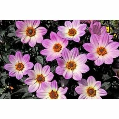 Dahlia Happy Days® 'Pink' | Bedding | 5 x Large Plugs