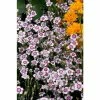 Dianthus deltoides 'Artic Fire' |