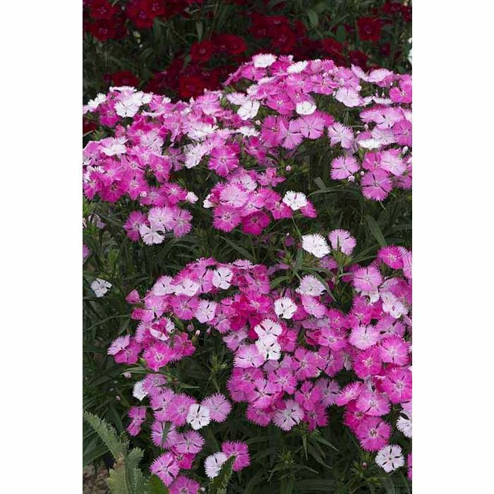 Dianthus x barbatus interspecific Scented Rockin' 'Pink Magic' | Perennial | 5 x Large Plugs 1 Dianthus x barbatus interspecific Scented Rockin' 'Pink Magic' | Perennial | 5 x Large Plugs