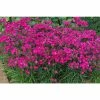 Dianthus x barbatus interspecific Scented Rockin' 'Rose' | Perennial | 5 x Large Plugs