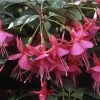 Fuchsia Upright Type 'Display' | Bedding | 5 x Large Plugs