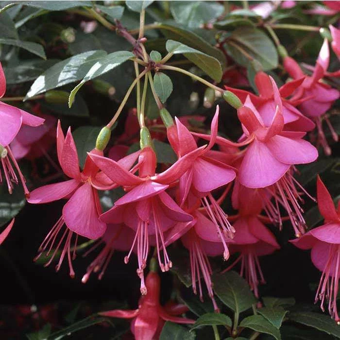 Fuchsia Upright Type 'Display' | Bedding | 5 x Large Plugs 1 Fuchsia Upright Type 'Display' | Bedding | 5 x Large Plugs