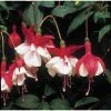 Fuchsia Trailing Type 'Ballet Girl' | Bedding | 5 x Large Plugs