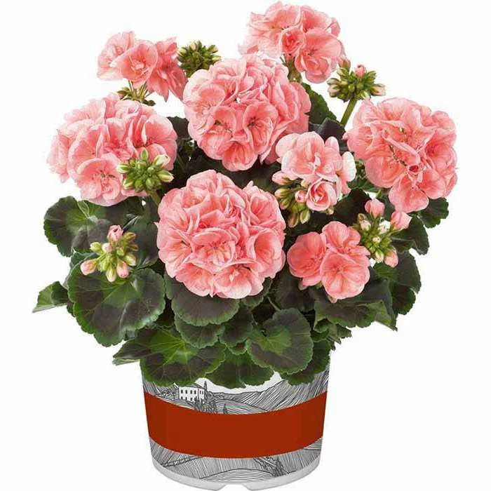 Geranium Green Leaf 'Smart Lenja Salmon' | Perennial | 5 x Large Plugs 1 Geranium Green Leaf 'Smart Lenja Salmon' | Perennial | 5 x Large Plugs