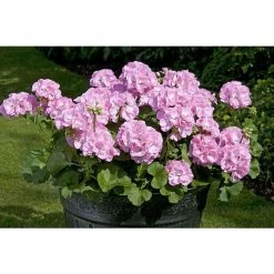 Geranium Green Leaf 'Trend Gesa Light Pink' | Perennial | 5 x Large Plugs