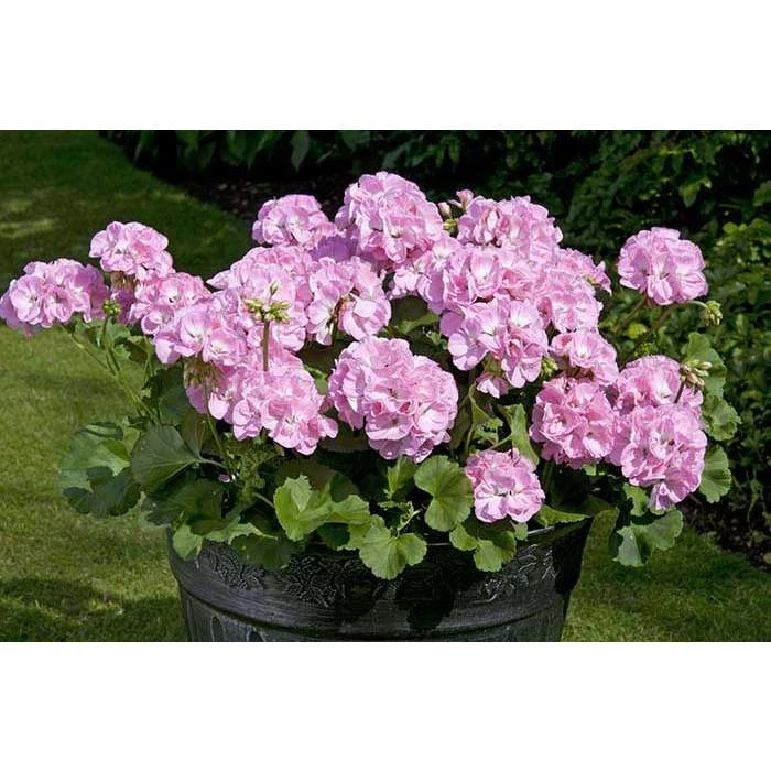 Geranium Green Leaf 'Trend Gesa Light Pink' | Perennial | 5 x Large Plugs 1 Geranium Green Leaf 'Trend Gesa Light Pink' | Perennial | 5 x Large Plugs