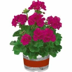 Geranium Green Leaf 'Trend Neon Blue' | Perennial | 5 x Large Plugs